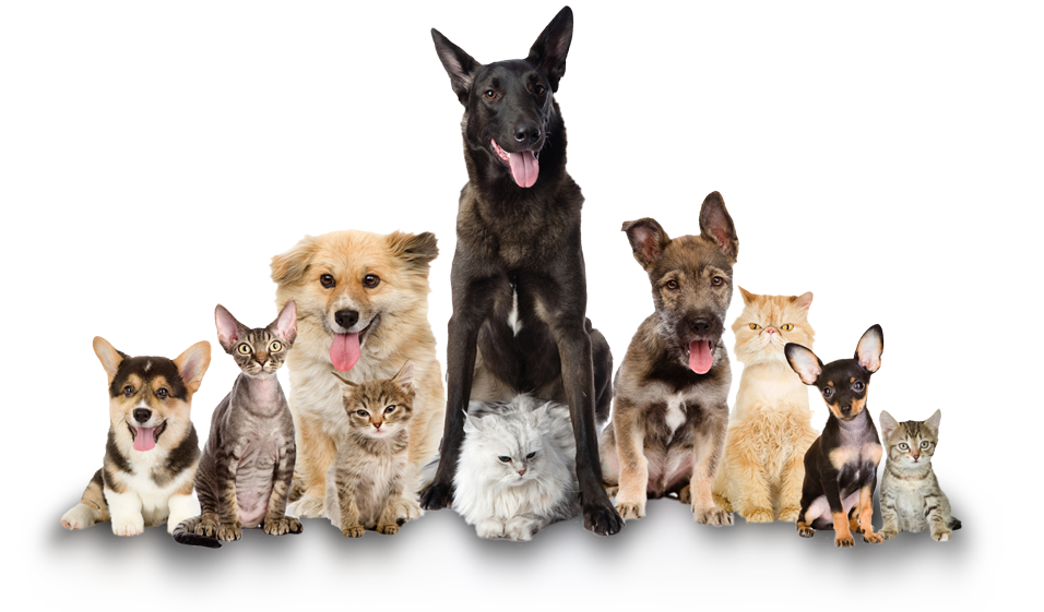 pets